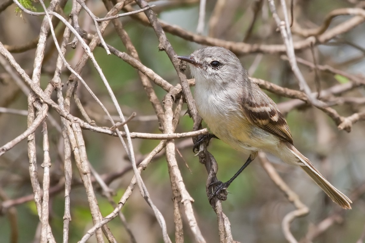 White-crested Tyrannulet (Sulphur-bellied) - ML326365251