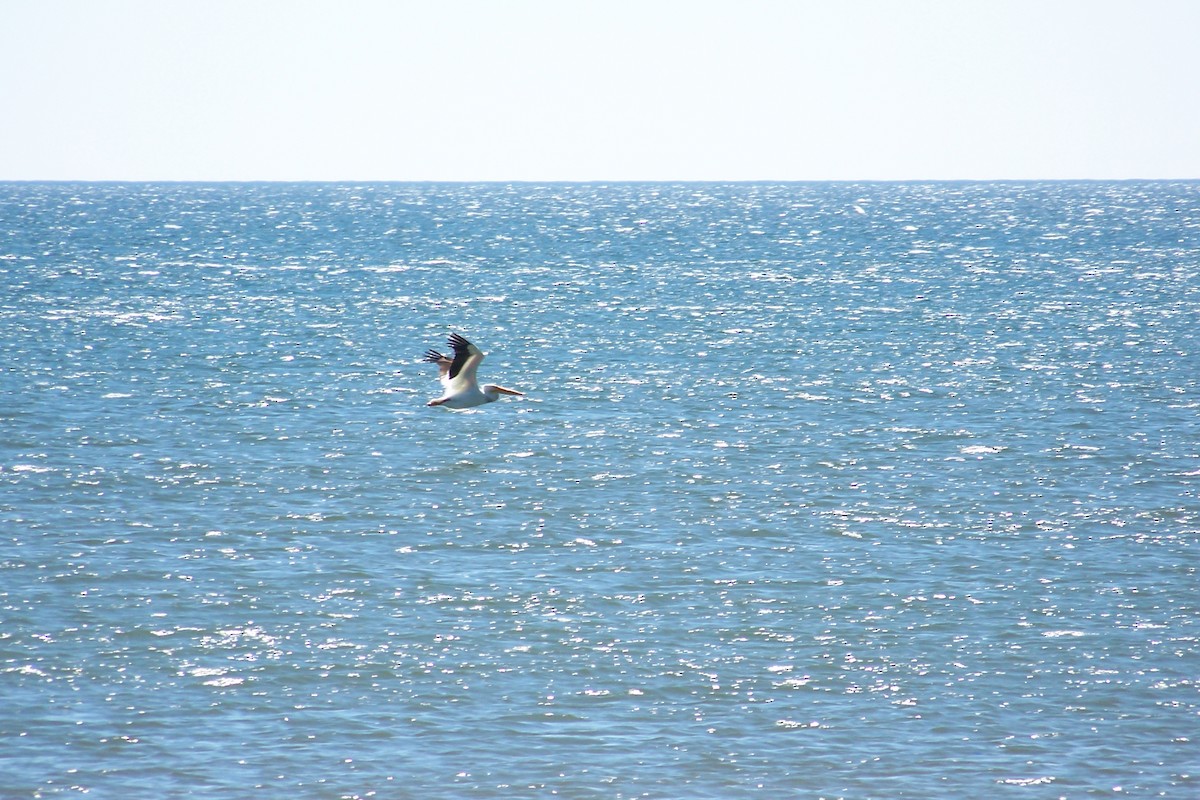 American White Pelican - ML326366701