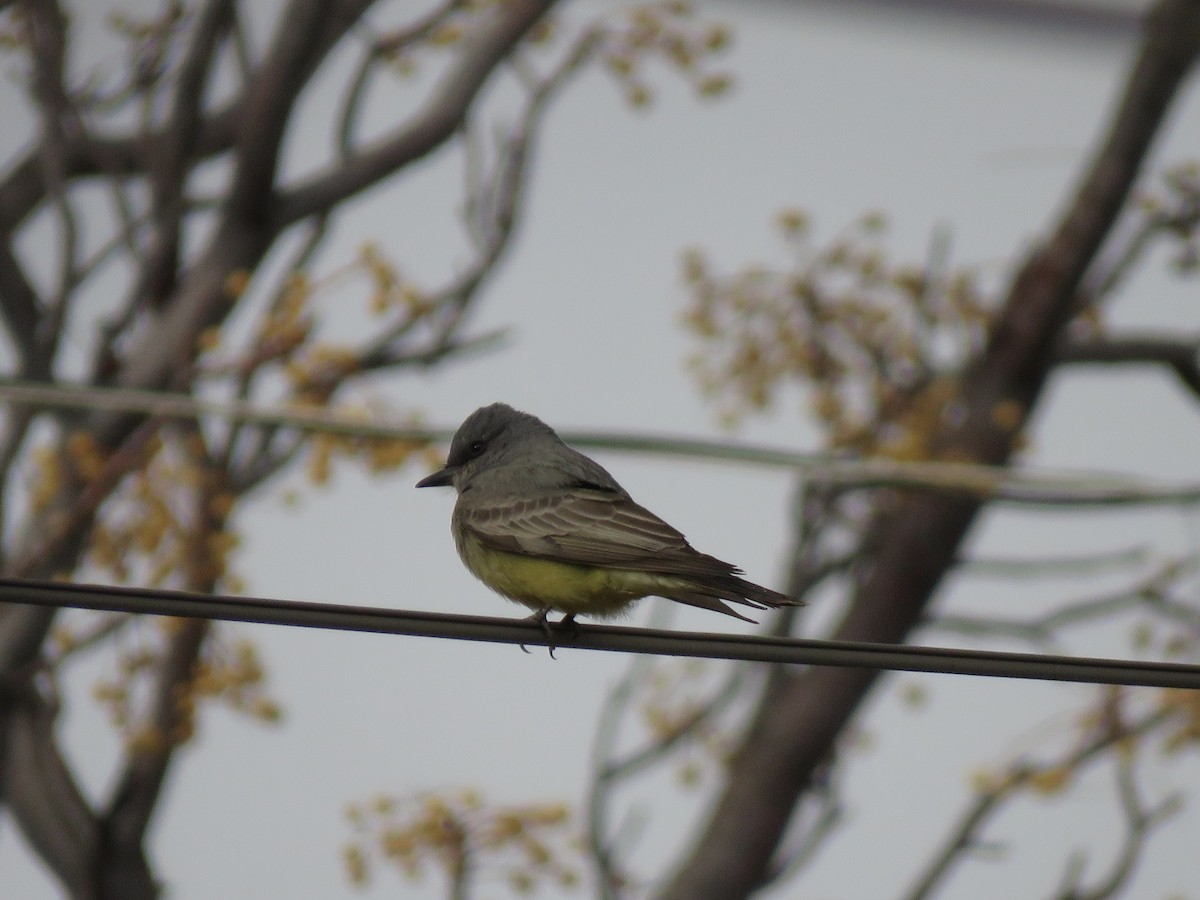 Cassin's Kingbird - ML326367241