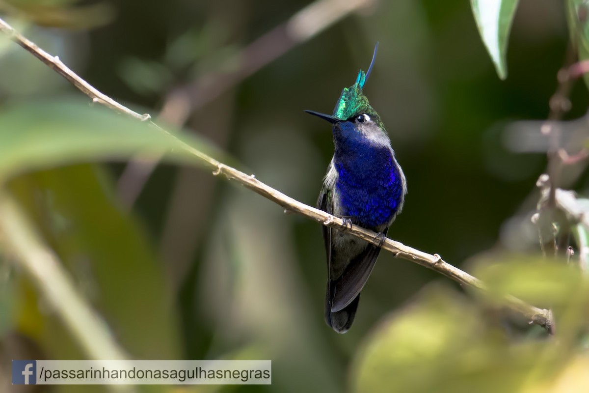 Green-crowned Plovercrest - Hudson - BirdsRio
