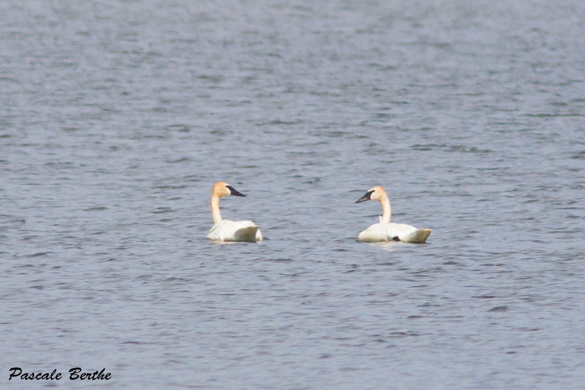 Trumpeter Swan - ML32636841