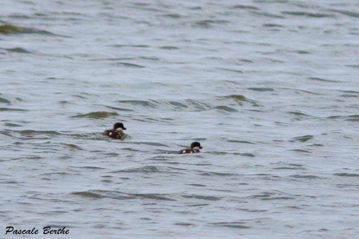 Common Goldeneye - ML32636911