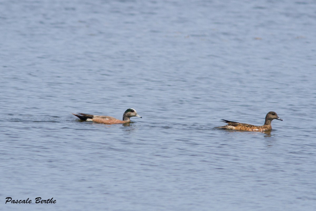 American Wigeon - Pascale Berthe