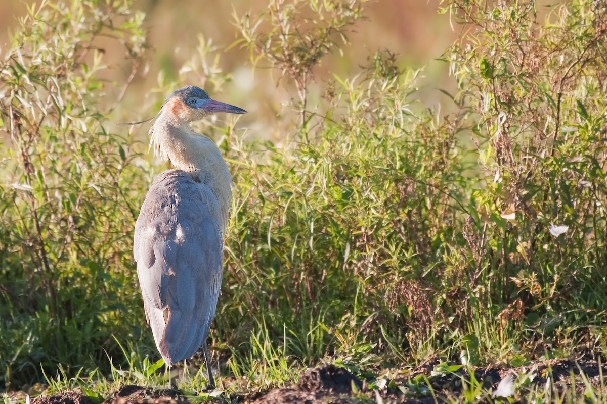 Whistling Heron - ML326369631