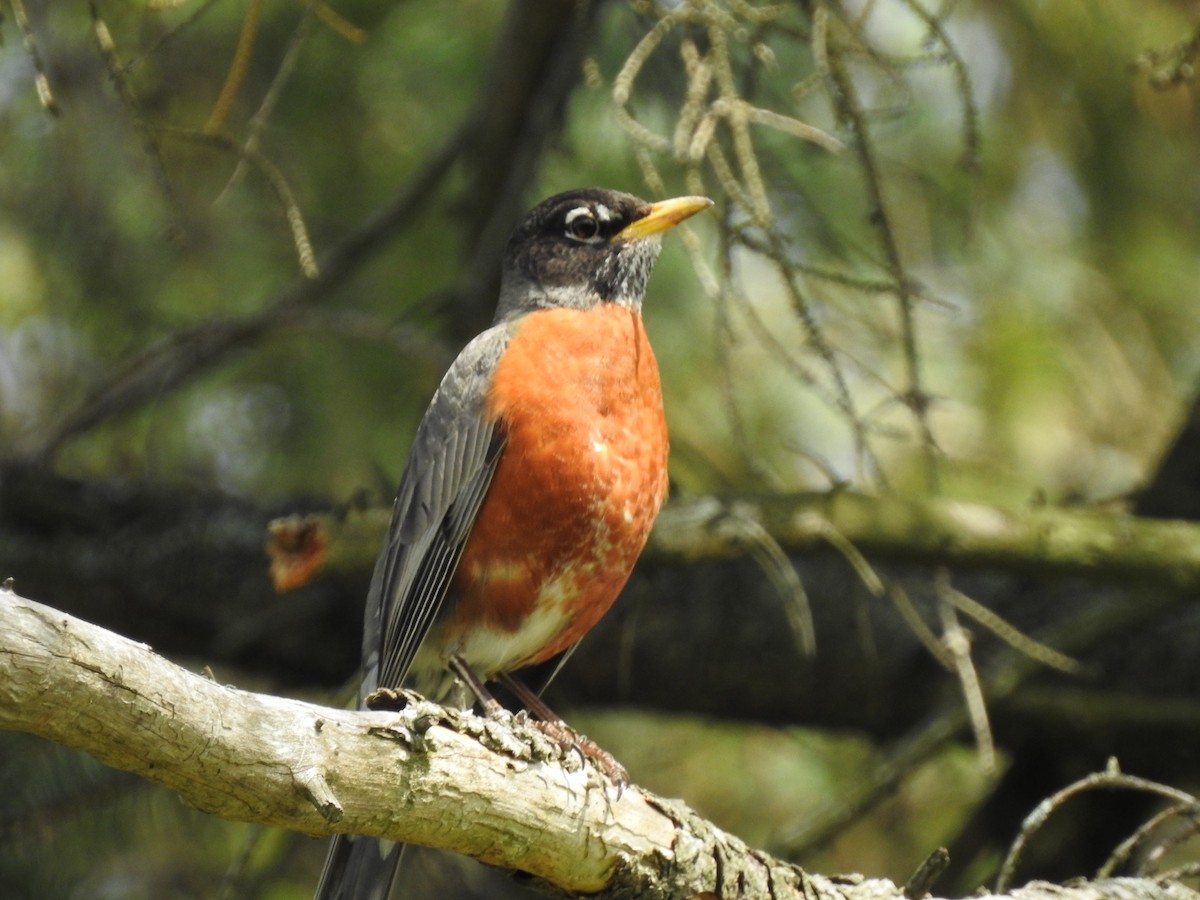 American Robin - Ron Marek