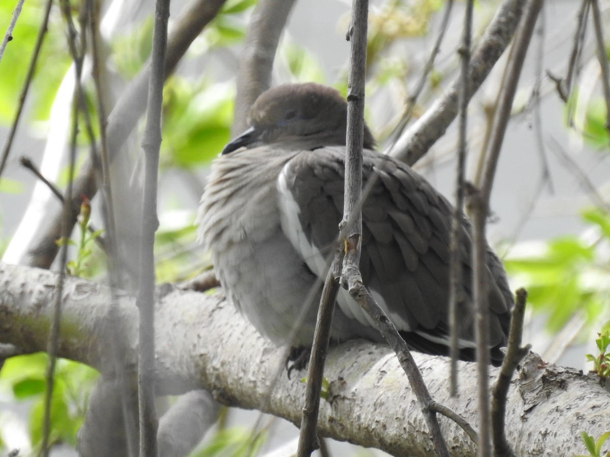 White-winged Dove - ML326369871