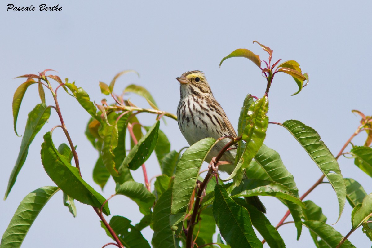 Savannah Sparrow - ML32636991