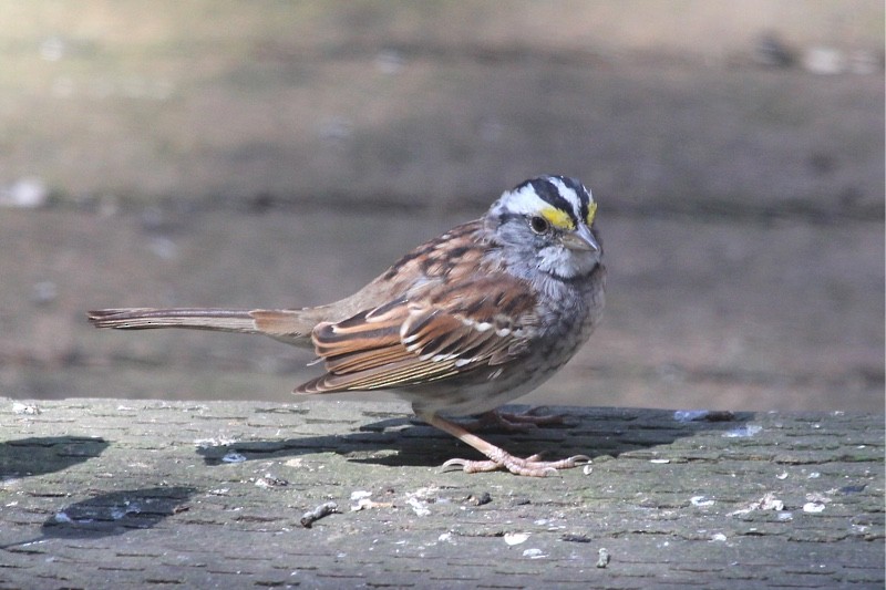 White-throated Sparrow - Rita Carratello