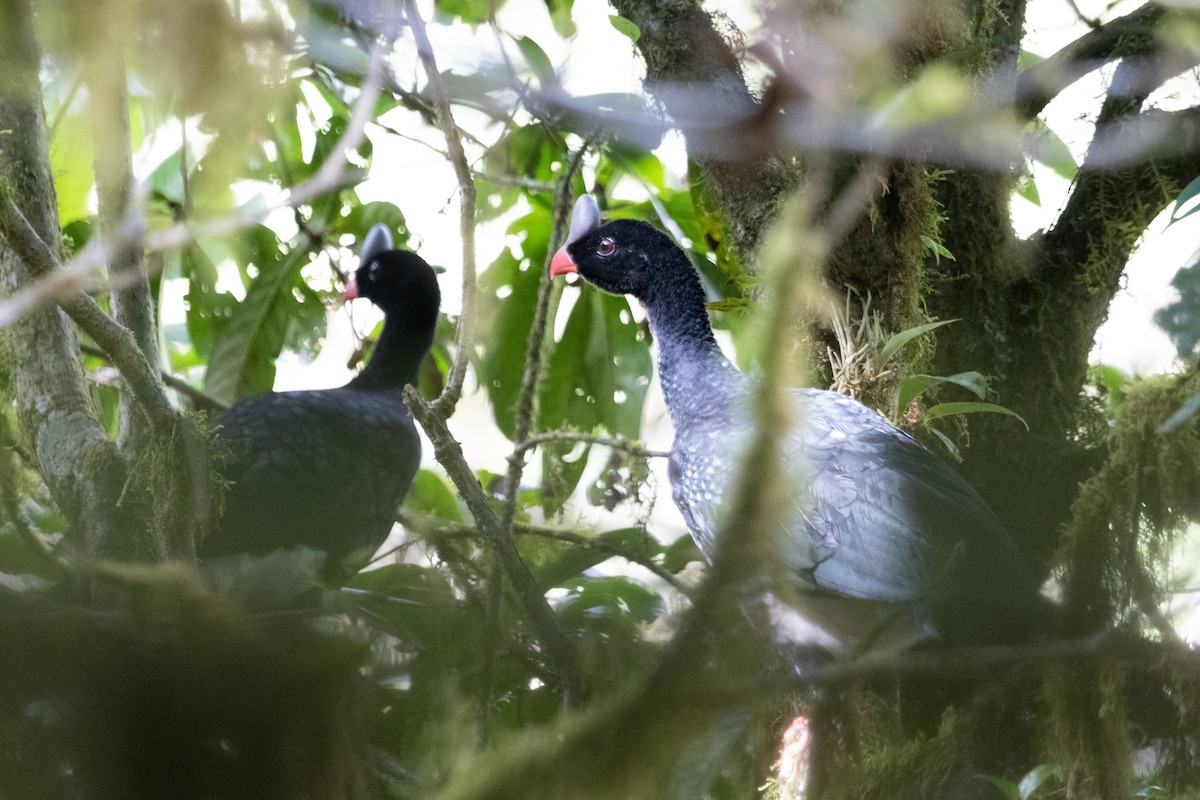 Helmeted Curassow - Jhonathan Miranda - Wandering Venezuela Birding Expeditions