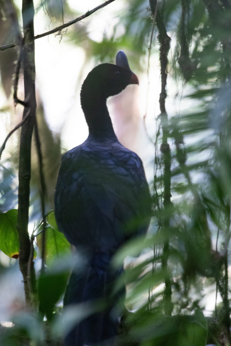 Helmeted Curassow - ML326370701