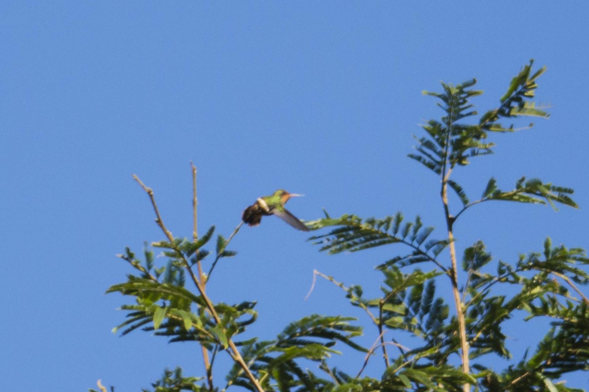 Frilled Coquette - Hudson - BirdsRio