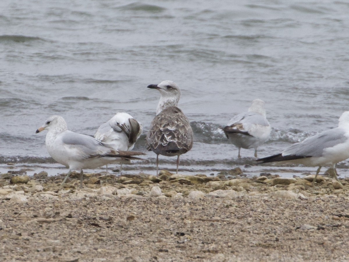 Lesser Black-backed Gull - ML326371141