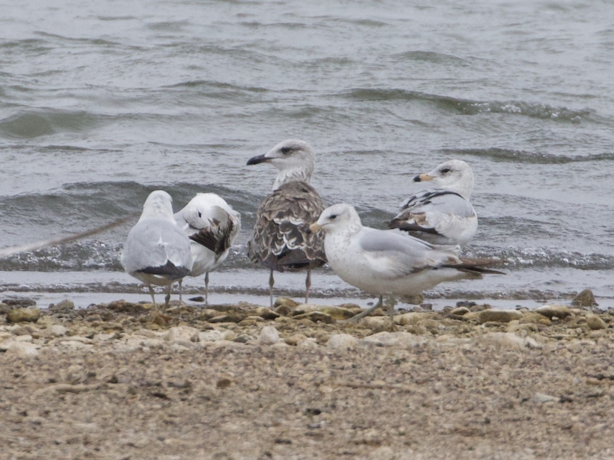 Lesser Black-backed Gull - ML326371161