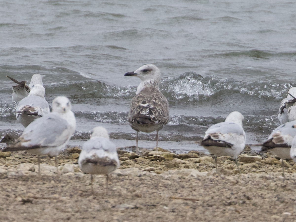 Lesser Black-backed Gull - ML326371201