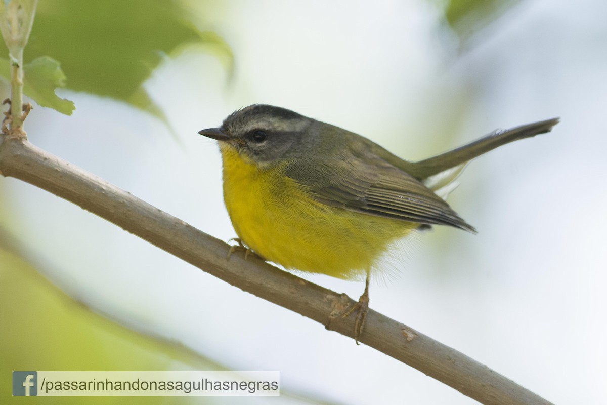 Golden-crowned Warbler - ML32637121