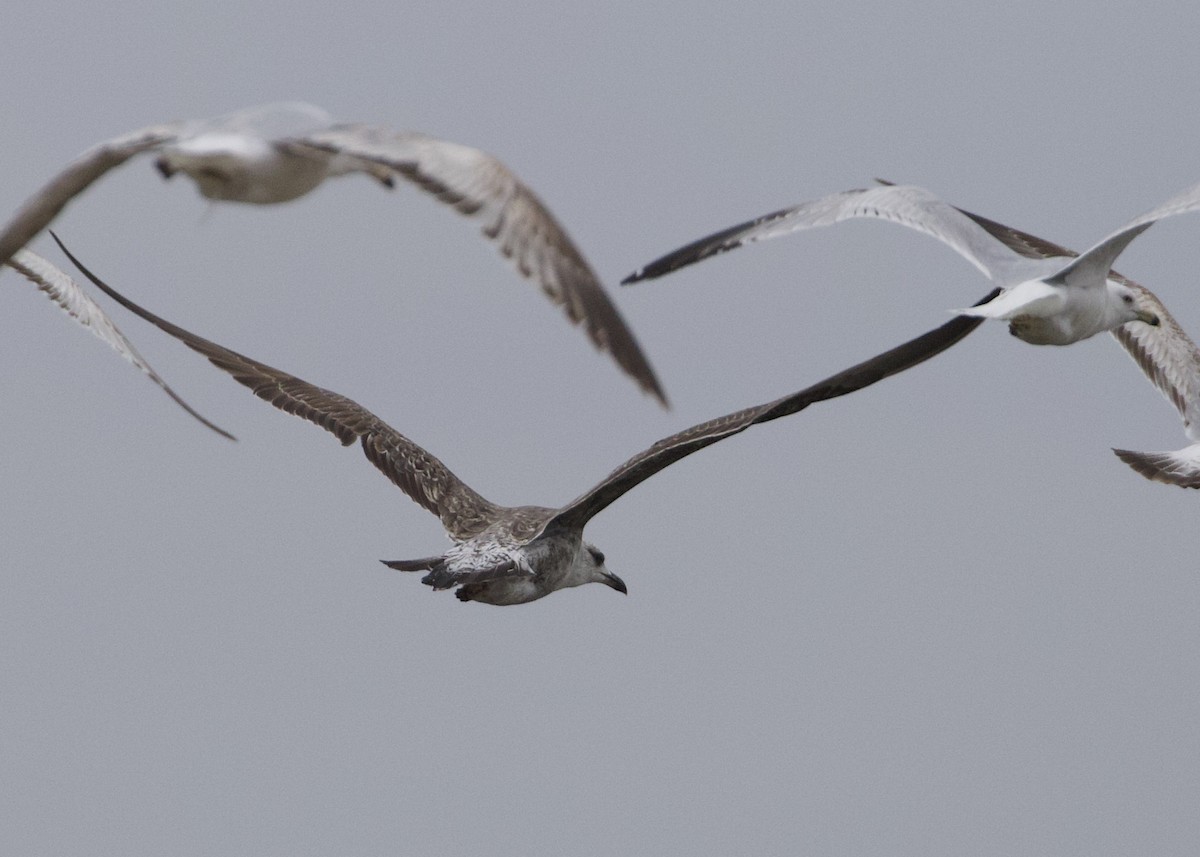 Lesser Black-backed Gull - ML326371211