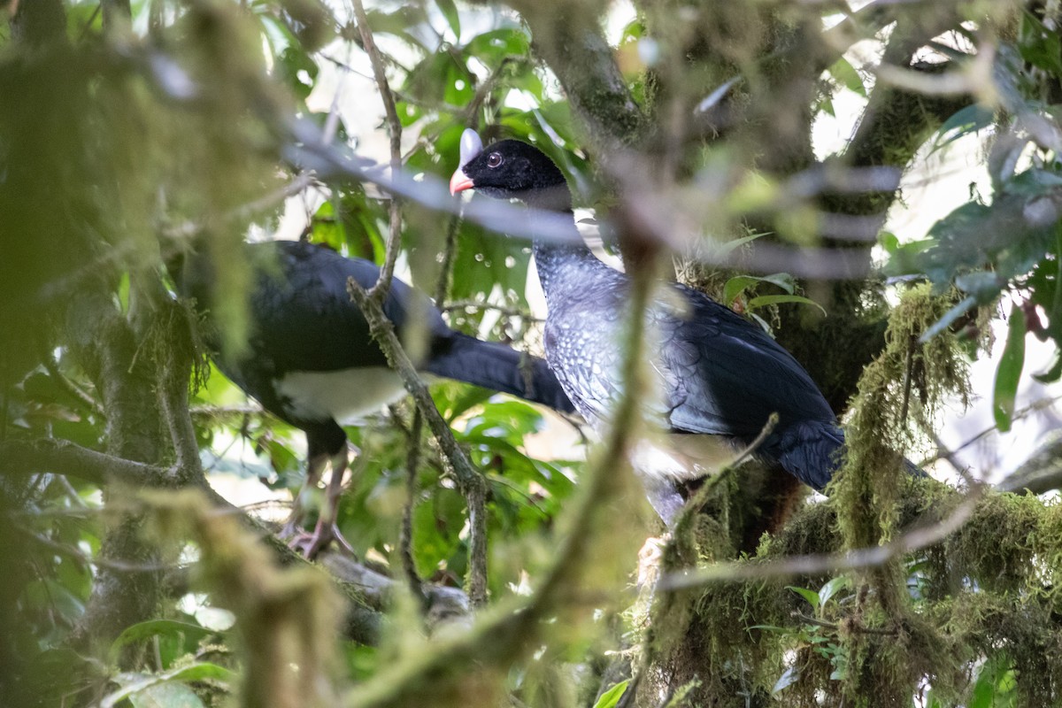 Helmeted Curassow - ML326371571