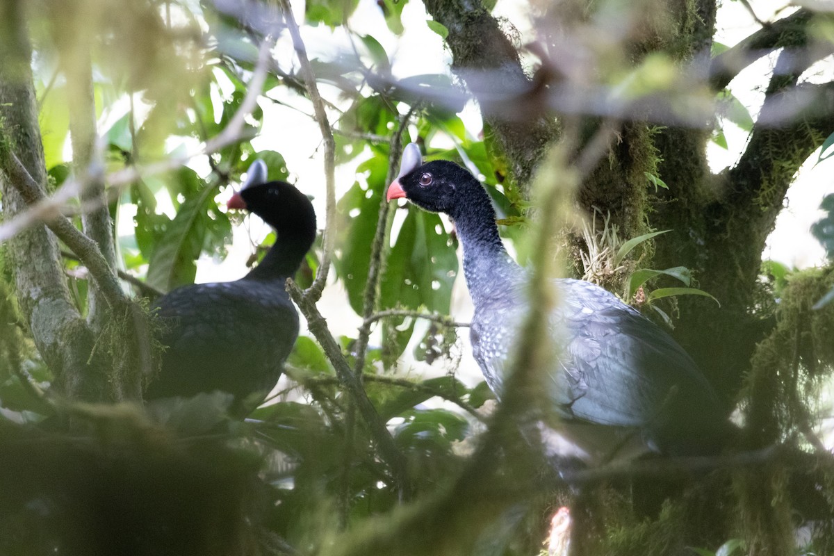 Helmeted Curassow - Jhonathan Miranda - Wandering Venezuela Birding Expeditions