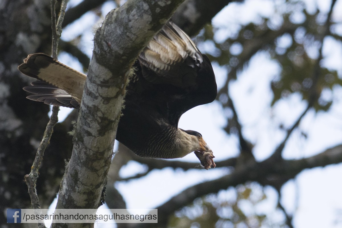 Crested Caracara (Southern) - ML32637191