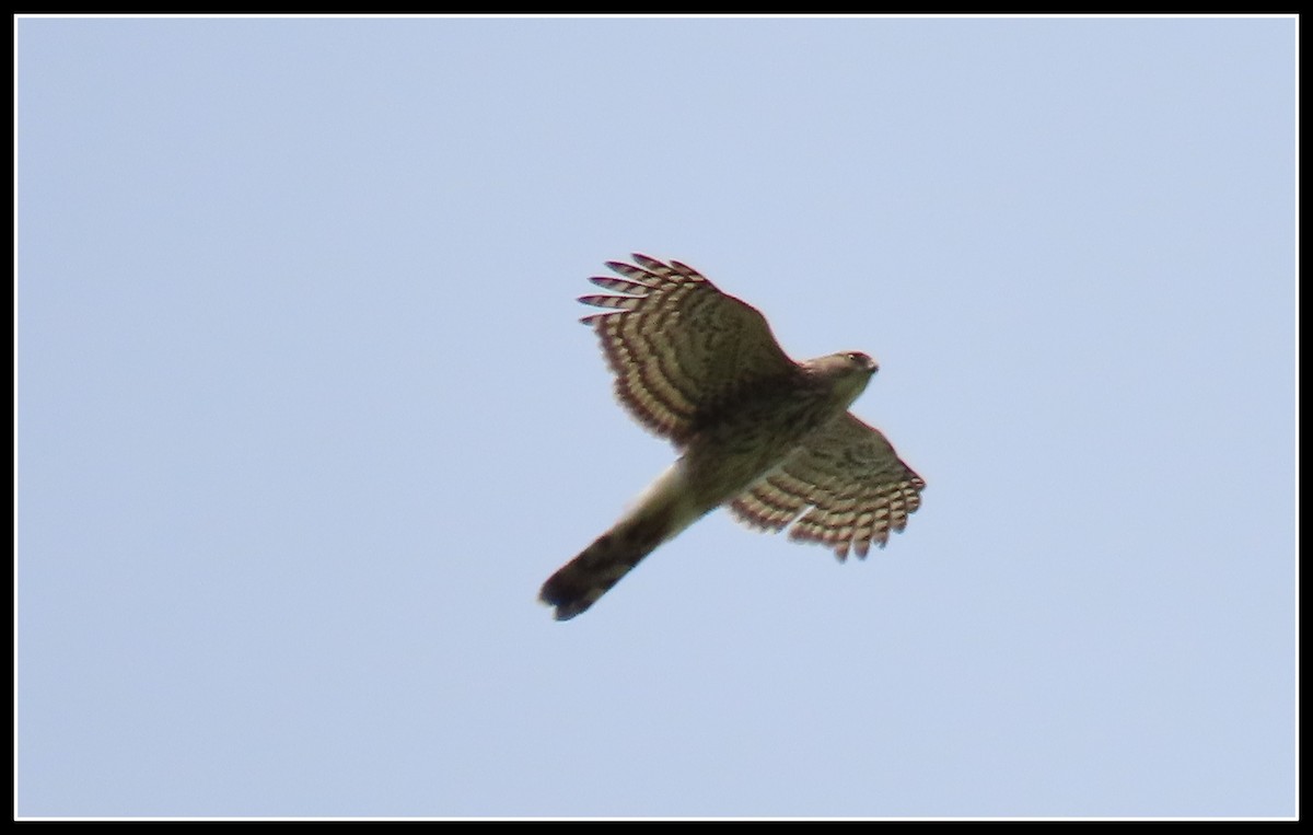 Sharp-shinned Hawk - Peter Gordon