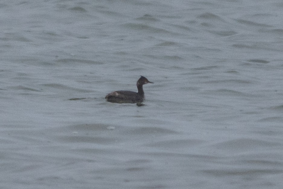 potápka černokrká - ML326374041