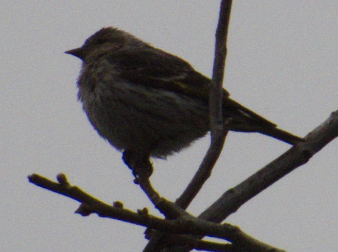 Pine Siskin - ML326374441