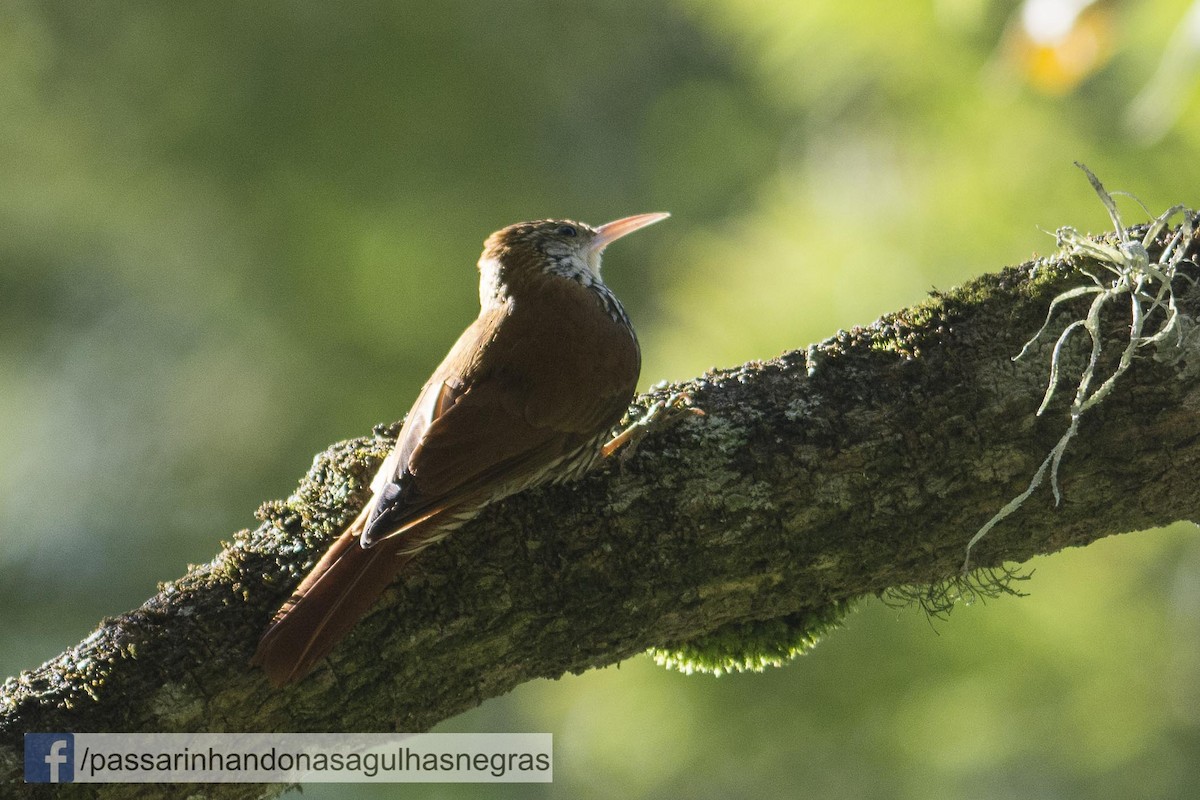 Scaled Woodcreeper - ML32637461