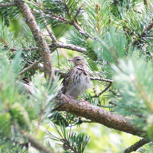 Tree Pipit - ML32637481