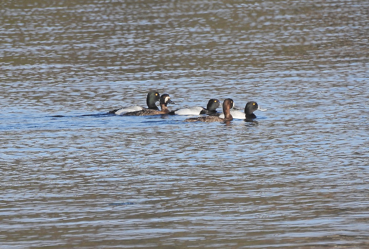 Greater Scaup - ML326374901