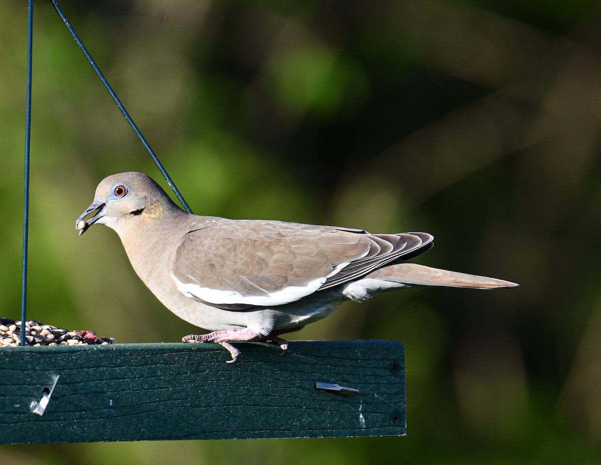 White-winged Dove - ML326376281