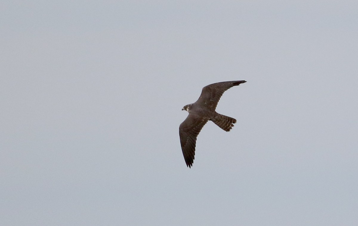 Peregrine Falcon - ML326377041