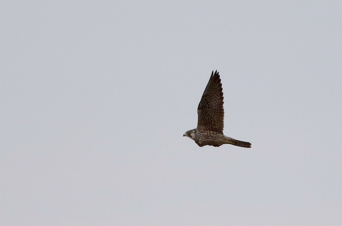 Peregrine Falcon - ML326377091