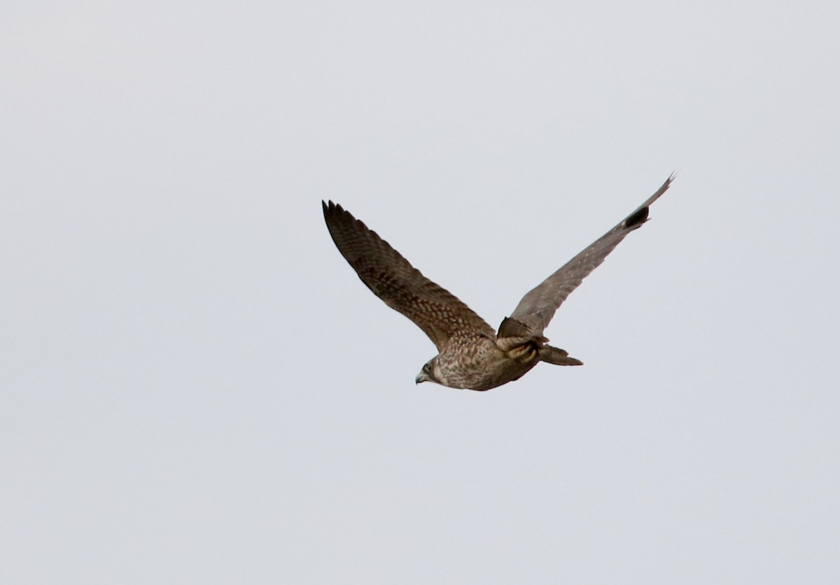 Peregrine Falcon - ML326377461