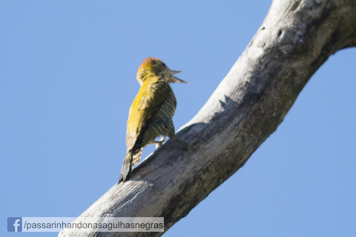 Yellow-eared Woodpecker - ML32637771