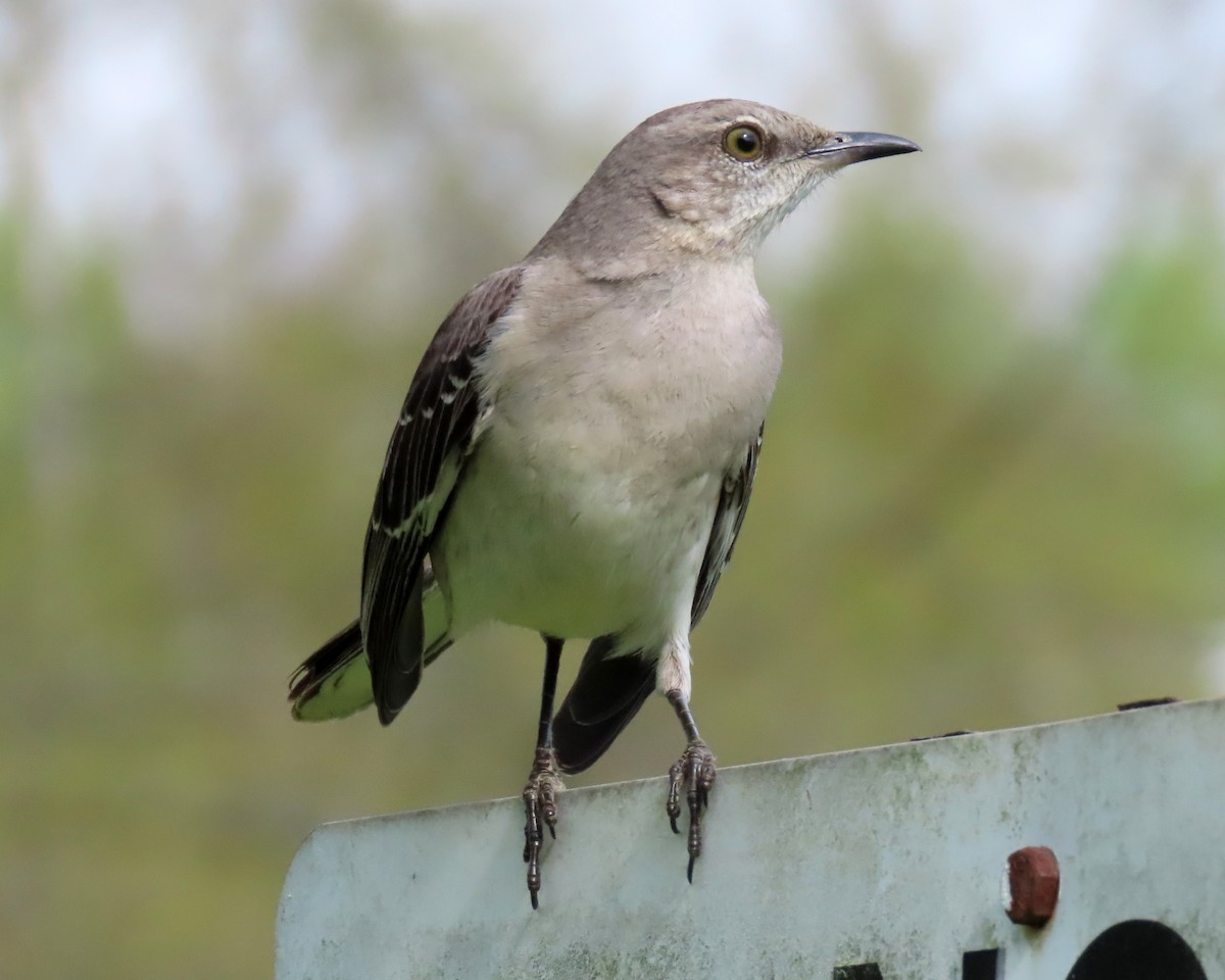 Northern Mockingbird - ML326378301