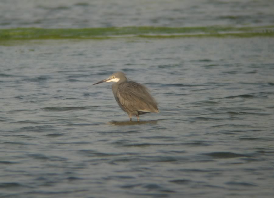 Western Reef-Heron - Bill Etter