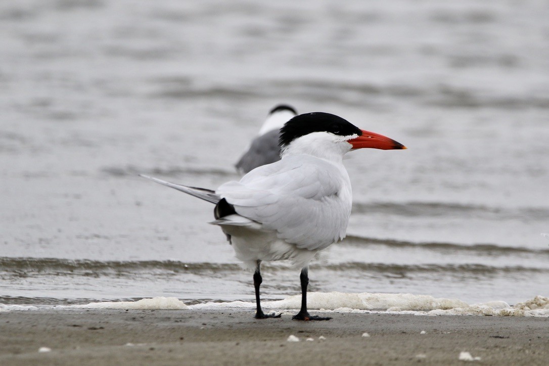 Caspian Tern - ML326378901