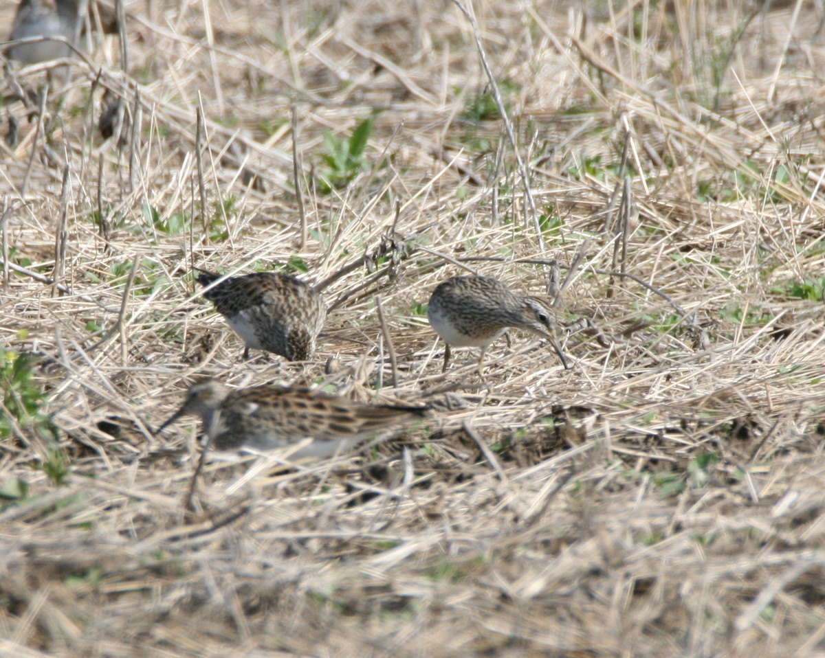 Pectoral Sandpiper - David Lehner