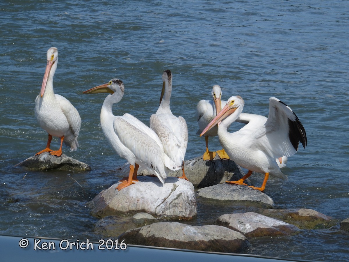 American White Pelican - Ken Orich