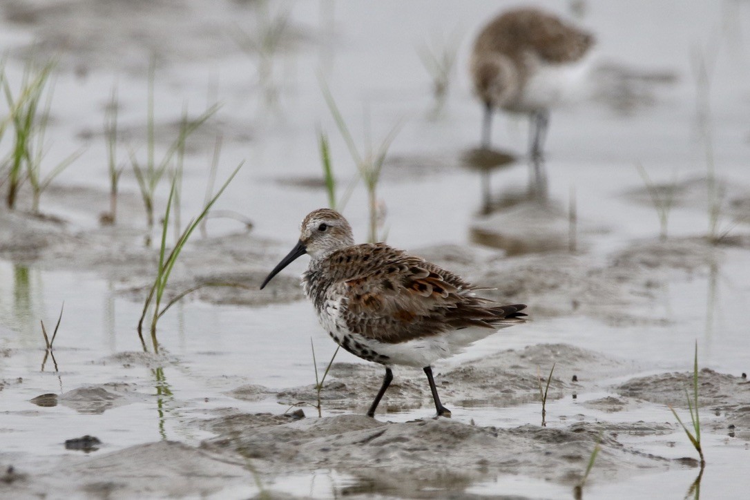 Dunlin - ML326380651