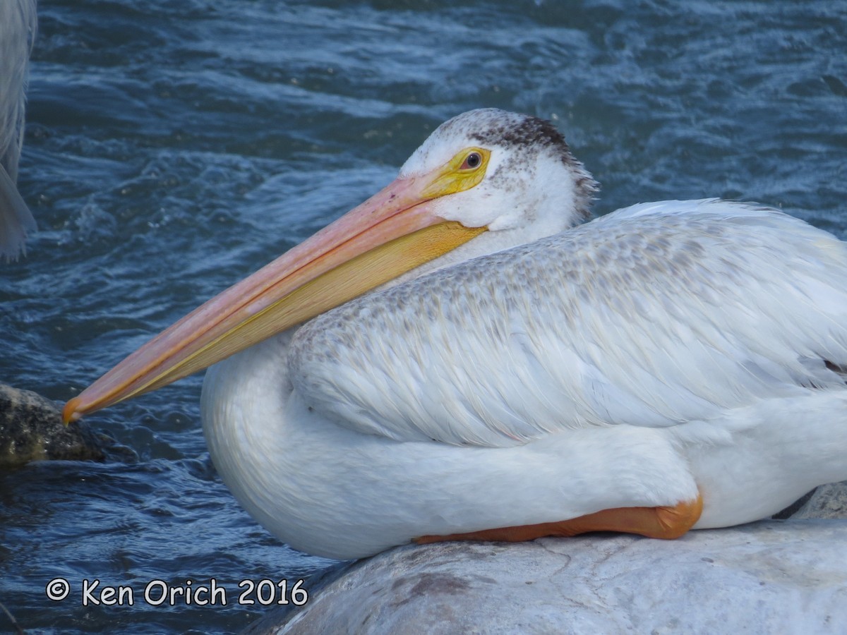 American White Pelican - Ken Orich