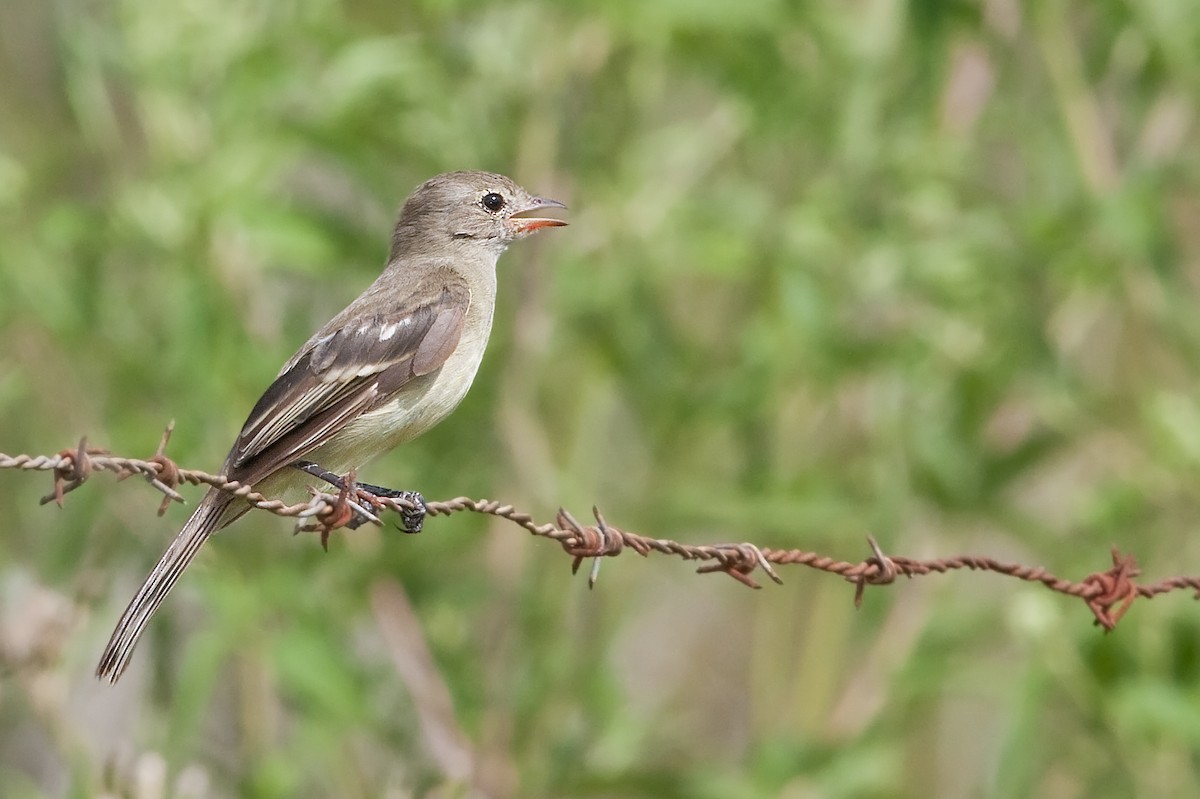 Small-billed Elaenia - ML326381161