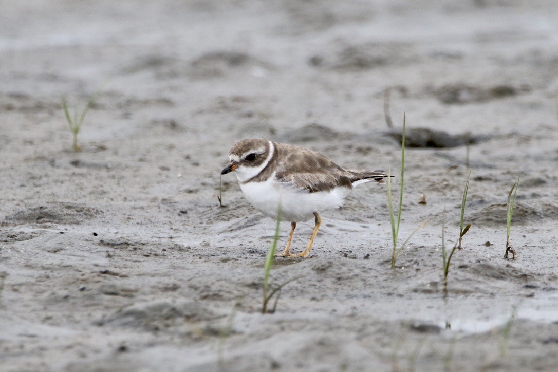 Semipalmated Plover - ML326382201