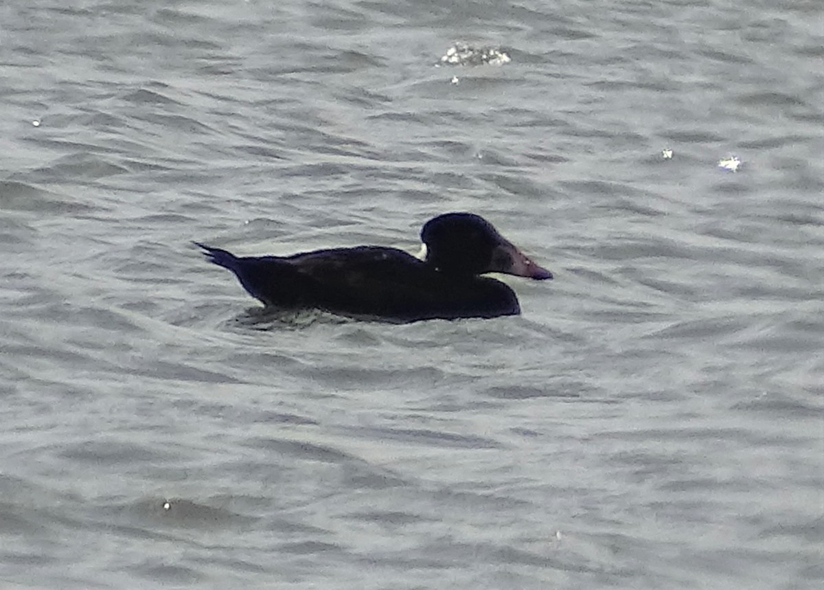 Surf Scoter - ML326383221