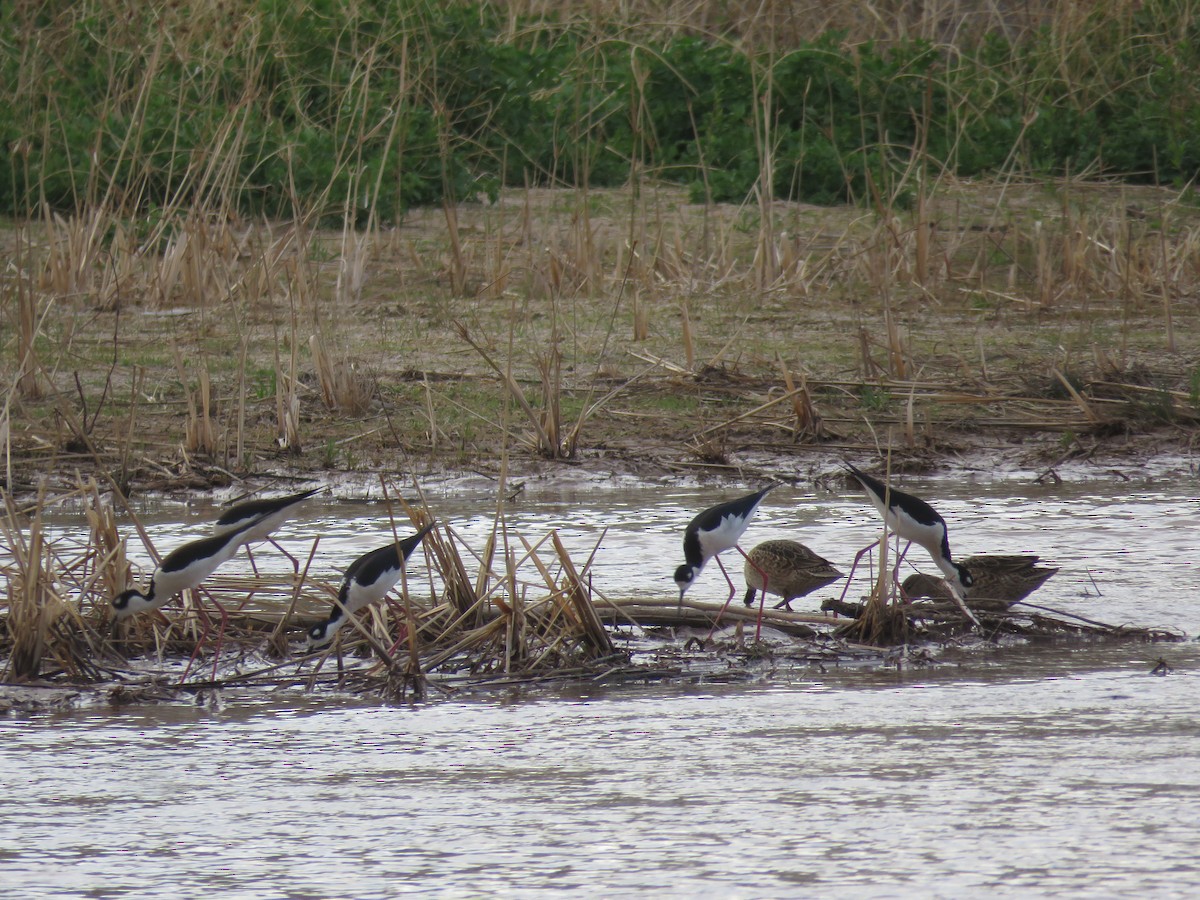 Black-necked Stilt (Black-necked) - ML326384901