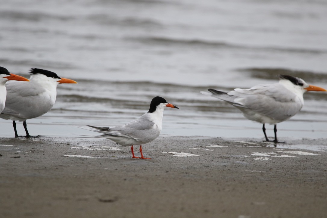 Forster's Tern - ML326386011