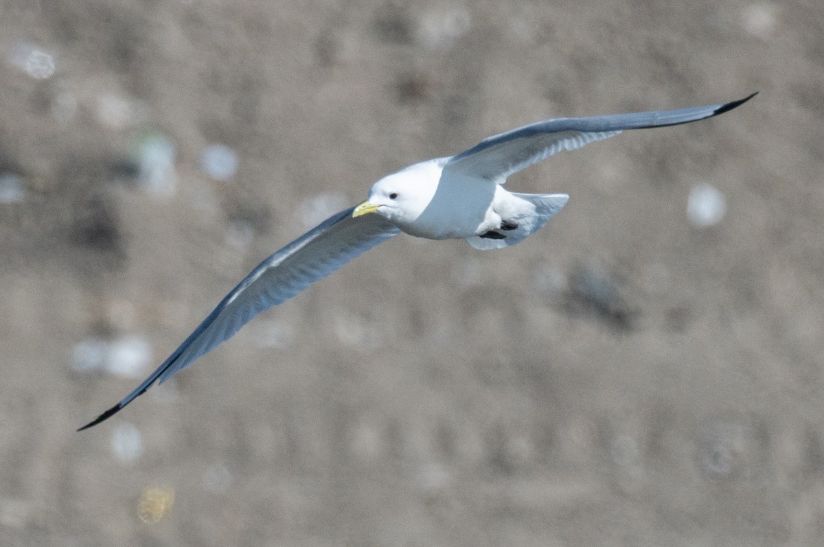 Black-legged Kittiwake - ML326388511