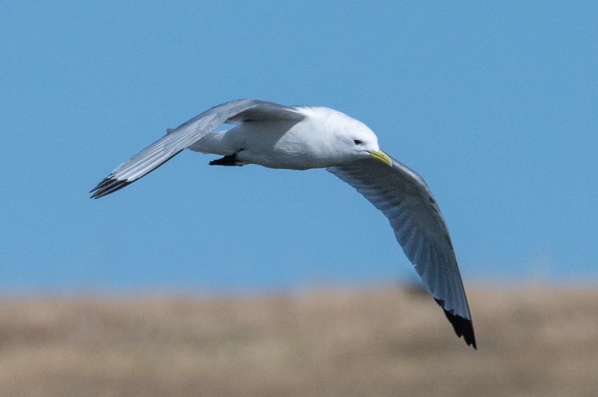 Black-legged Kittiwake - ML326388541