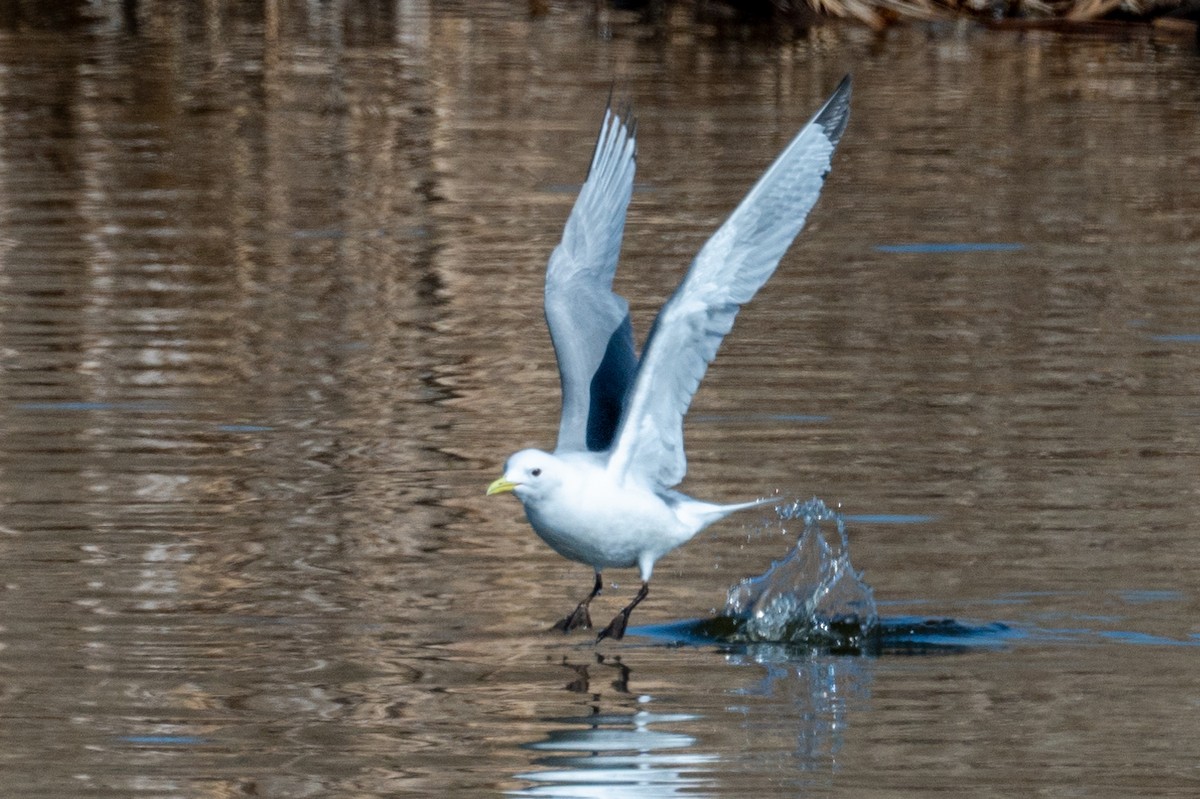 Gaviota Tridáctila - ML326388551