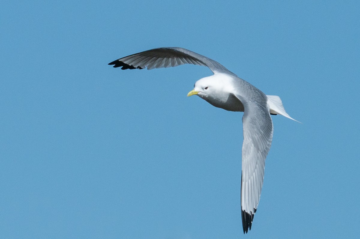 Black-legged Kittiwake - ML326388561